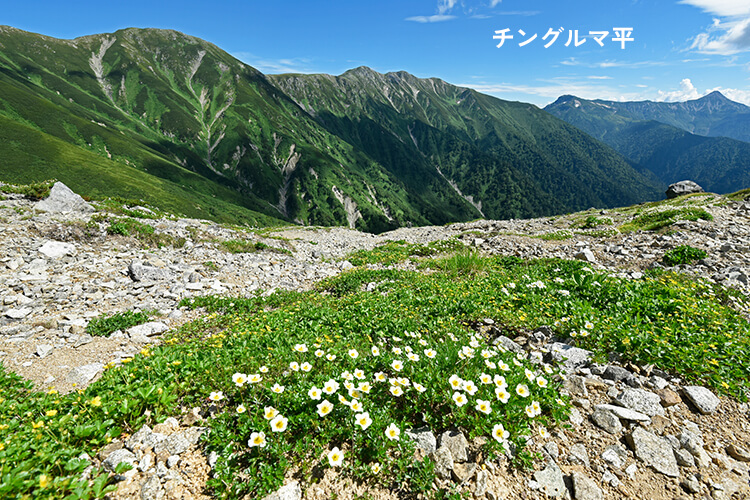 チングルマ咲くチングルマ平