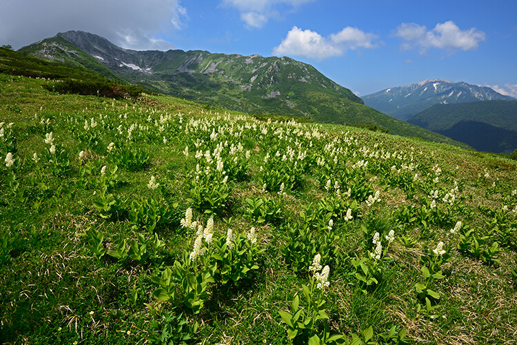 コバイケイソウ咲く黒部五郎岳と薬師岳