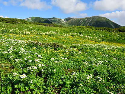 高山植物咲き乱れる花見平