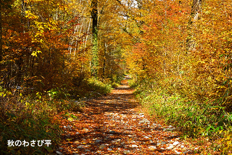 紅葉のわさび平